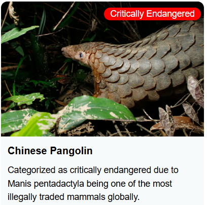 Chinese Pangolin - Critically Endangered