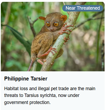 Philippine Tarsier - Near Threatened